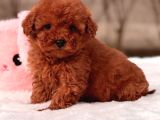Mini Toy Poodle Yavrular