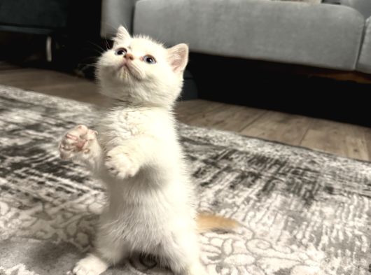 British Shorthair görsel