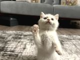 British shorthair