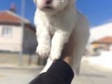 Maltese Yavrular Hazir