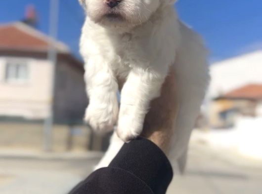 Maltese Yavrular Hazir görsel