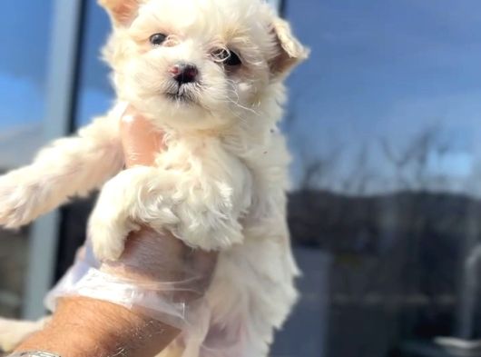 Maltese Yavrular Hazir görsel