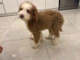 İki Buçuk Aylık Labrodoodle
