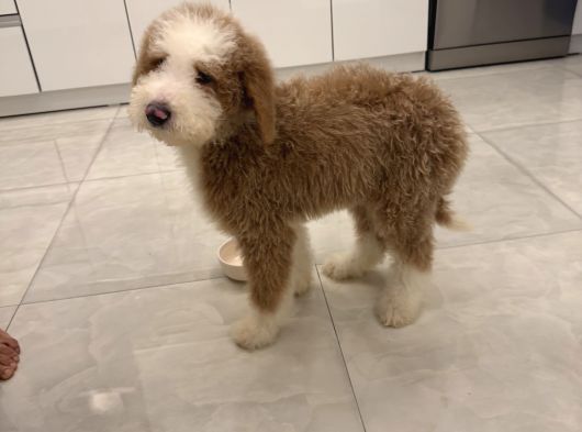 İki Buçuk Aylık Labrodoodle görsel