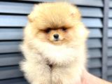 TEDDY BEAR POMERANİAN YAVRULARI