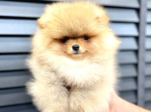 Teddy Bear Pomerani̇an Yavrulari