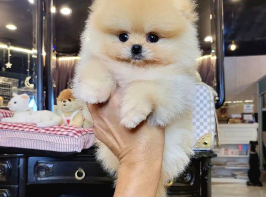 Teddy Bear Pomerani̇an Yavrulari görsel