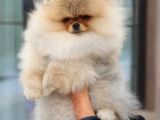 Teddy Bear Pomerani̇an Yavrulari