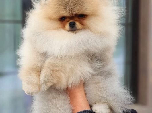 Teddy Bear Pomerani̇an Yavrulari görsel