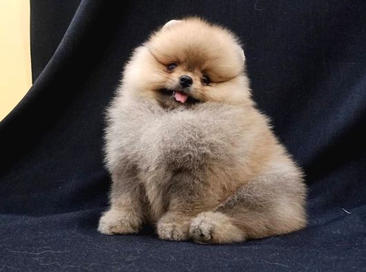 Teddy Bear Pomerani̇an Yavrulari görsel