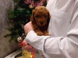 Irk Garanti̇li̇ Toy Poodle Yavrulari