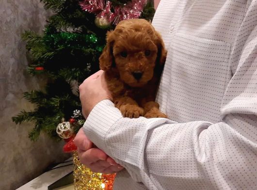 Irk Garanti̇li̇ Toy Poodle Yavrulari görsel