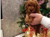 Irk Garanti̇li̇ Toy Poodle Yavrulari