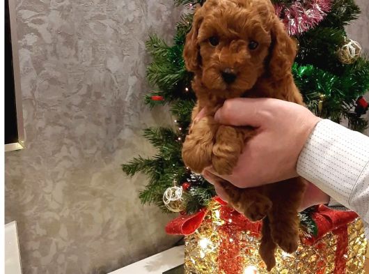 Irk Garanti̇li̇ Toy Poodle Yavrulari görsel