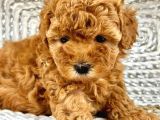 Irk Garanti̇li̇ Toy Poodle Yavrulari