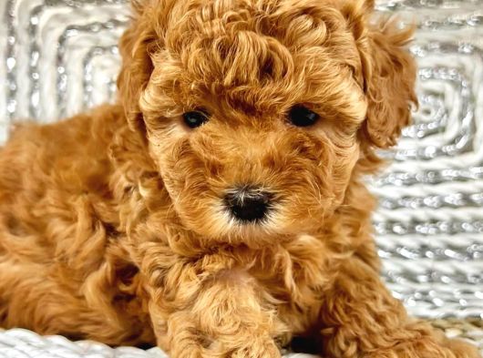 Irk Garanti̇li̇ Toy Poodle Yavrulari görsel