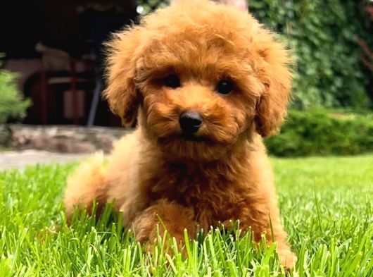 Irk Garanti̇li̇ Toy Poodle Yavrulari görsel