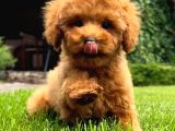Irk Garanti̇li̇ Toy Poodle Yavrulari