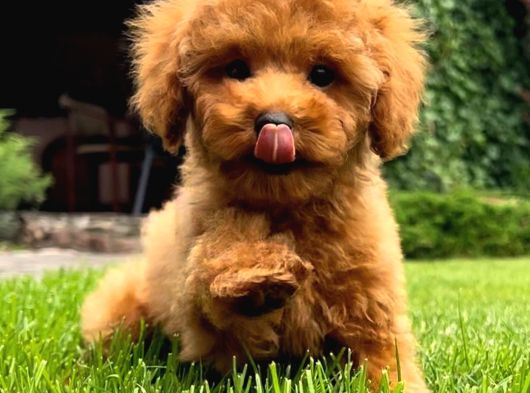 Irk Garanti̇li̇ Toy Poodle Yavrulari görsel