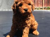 Irk Garanti̇li̇ Toy Poodle Yavrulari