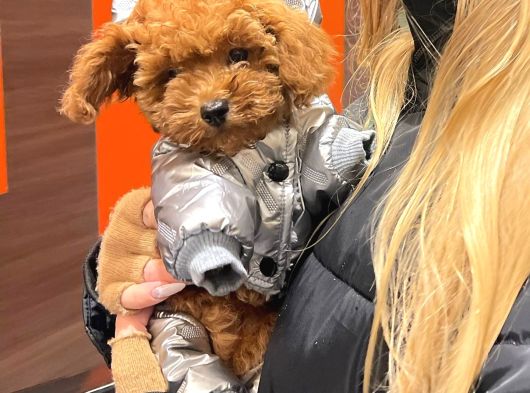 Irk Garanti̇li̇ Toy Poodle Yavrulari