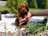 Irk Garanti̇li̇ Toy Poodle Yavrulari