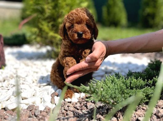 Irk Garanti̇li̇ Toy Poodle Yavrulari görsel