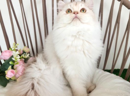 Safkan British Longhair Silver Güzel Kizimiz Karşinizda görsel