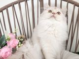 Safkan British Longhair Silver Güzel Kizimiz Karşinizda