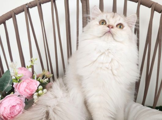 Safkan British Longhair Silver Güzel Kizimiz Karşinizda görsel