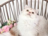 Safkan British Longhair Silver Güzel Kizimiz Karşinizda