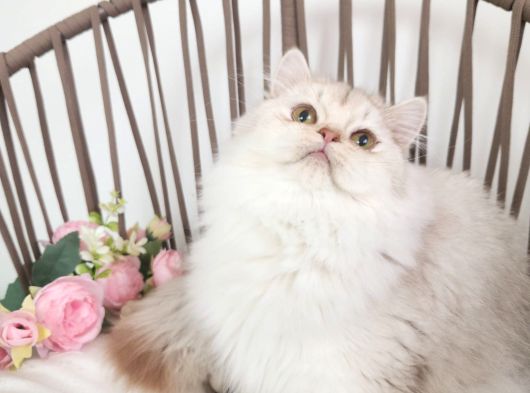 Safkan British Longhair Silver Güzel Kizimiz Karşinizda görsel