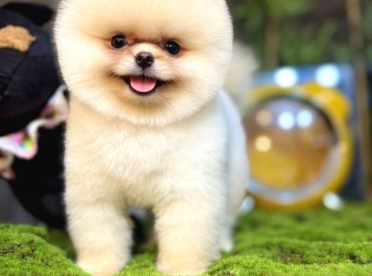 Teacup Ayi Surat Pomerani̇an Boo Yavrular görsel