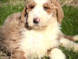 İki Buçuk Aylık Labrodoodle