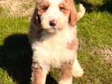 İki buçuk aylık labrodoodle