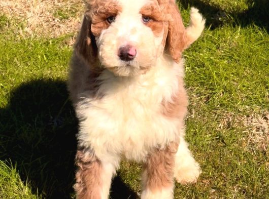 İki Buçuk Aylık Labrodoodle