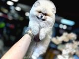 Teacup Ayi Surat Pomerani̇an Boo Yavrular