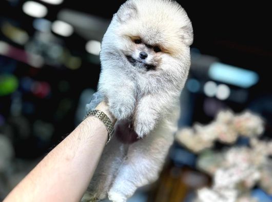 Teacup Ayi Surat Pomerani̇an Boo Yavrular görsel