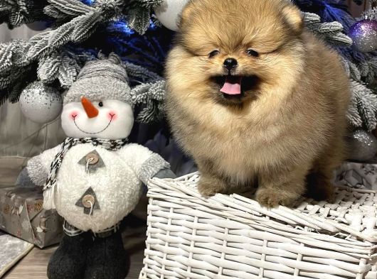 Teddy Bear Pomerani̇an Yavrulari görsel