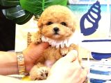 Maltipoo Bebeklerim Korean