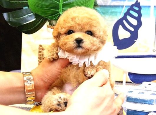 Maltipoo Bebeklerim Korean görsel