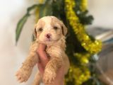 Malti̇poo Yavrularimiz Hazir