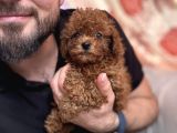 Kore Poodle Bebeğimiz