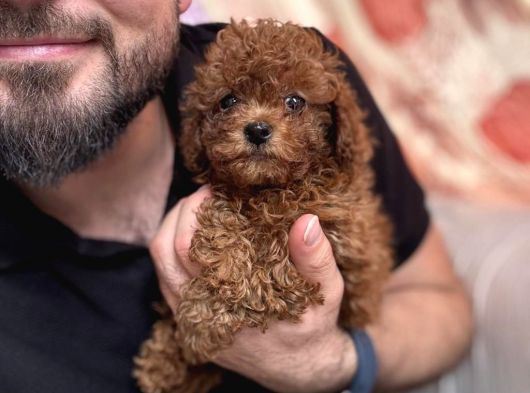 Kore Poodle Bebeğimiz görsel