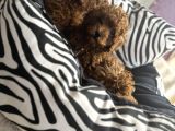 Kore Poodle Bebeğimiz