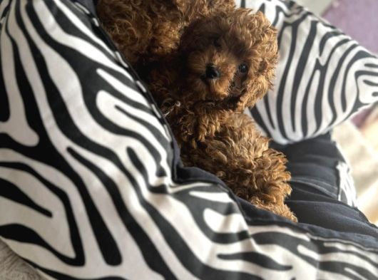 Kore Poodle Bebeğimiz görsel