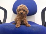 Toy Poodle Bebekler Hazır sizi Bekliyoruzzzz
