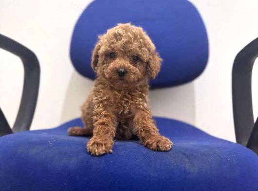 Toy Poodle Bebekler Hazır sizi Bekliyoruzzzz