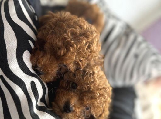 Kore Poodle Bebeğimiz görsel