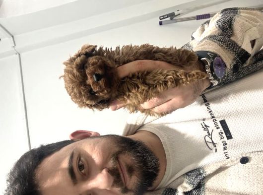 Toy Poodle Bebekler Hazır Sizi Bekliyoruzzzz görsel